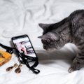 Приложение для распознавания мяуканья поможет понять, чего хочет ваша кошка