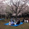 Sakura ehk Jaapani kirsipuud on selle riigi kuulsaim bränd