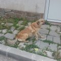 Koerad tulevad Bulgaarias süüa küsima