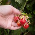 Kuidas maasika frigotaimi säilitada ja millal maha panna?