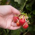 Miks on maasikad nii kallid? Kas kasvataja on rikkur?