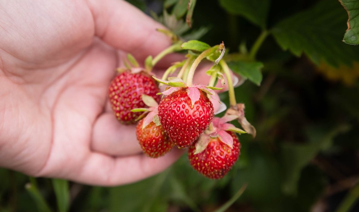Maasika frigotaimed annavad juba esimesel aastal korraliku saagi.