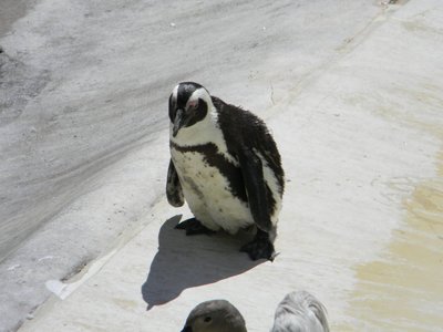 Aafrika pingviin turiste uudistamas.