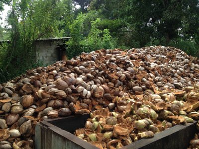 Kookospuust ei lähe midagi raisku – välisest kookospähkli kihist tehakse huumust ja keskmisest tugevat nööri. 