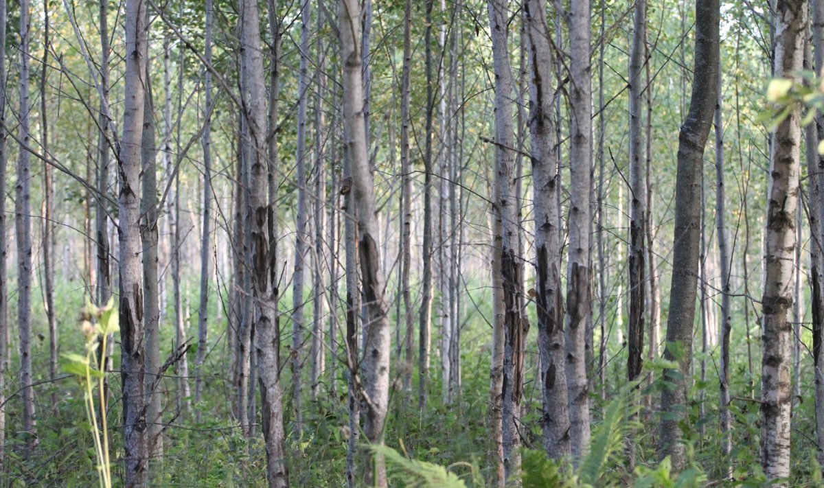 Metsamees Mati Sepp juhib auditis tähelepanu sellele, et valgustusraie haavikus ei taga ilusa metsa kasvu, vaid loob hoopis põtradele isuäratava toidulaua.