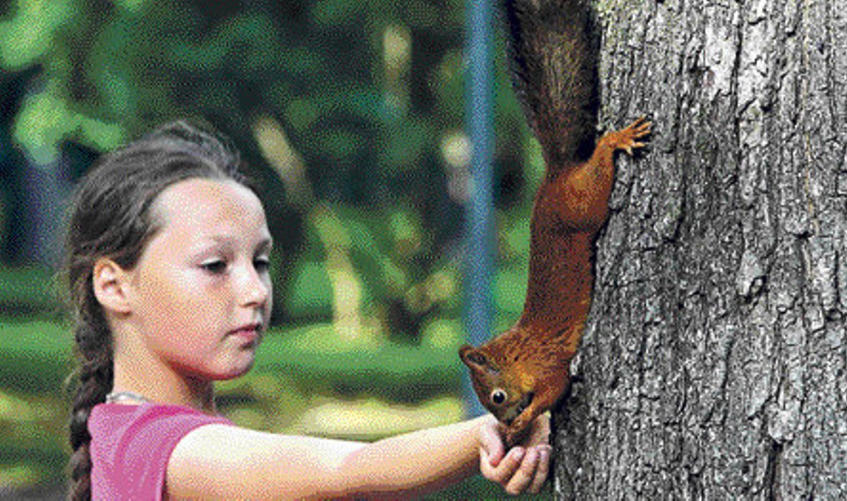 Kopli kalmistupargis saavad inimesed sõbralike oravatega tihti paremini läbi kui omavahel.