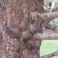 Oravakuningas: puutüvelt leiti kuus loomakest, kelle sabad olid lootusetult sõlme läinud