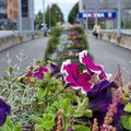 ФОТО | На мостах через Лаагна теэ в Ласнамяэ высадили яркие цветы