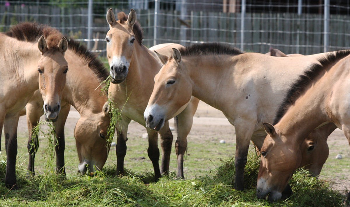 Prževalski hobused Tallinna loomaaias.