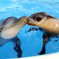 Juristitoolilt rändama ehk seiklus Austraalias 34:Delfiini- ja hülgemusi