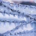ПОГОДА | Морозные выходные до -20°C, на неделе очередная оттепель и 0°C 