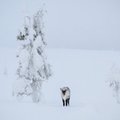 Sony Talvefoto 2016: vaata fotokonkursil osalevaid eestlaste imelisi talvepilte!
