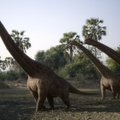 Uus liik: Hiinast leiti tundmatu dinosauruse luud