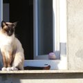 Kevad on käes: märka oma kassi aknalaual