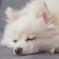 Eesti koeri ohustab uus surmaga lõppev parasitaarhaigus