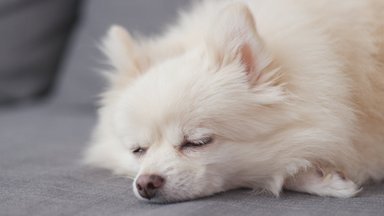 Eesti koeri ohustab uus surmaga lõppev parasitaarhaigus
