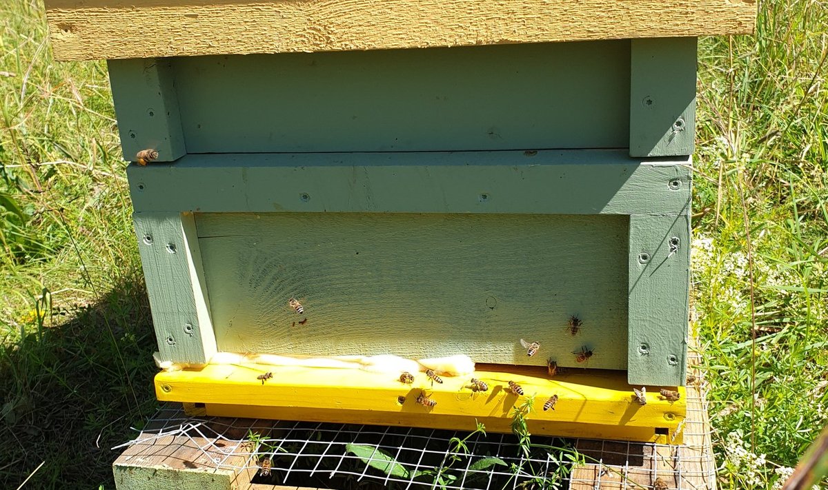 Mesilastaru suurus augustis pärast koondamist.