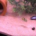 VIDEO: Loomad vs laserid! Vaata, kuidas reageerib laserile näiteks kala!
