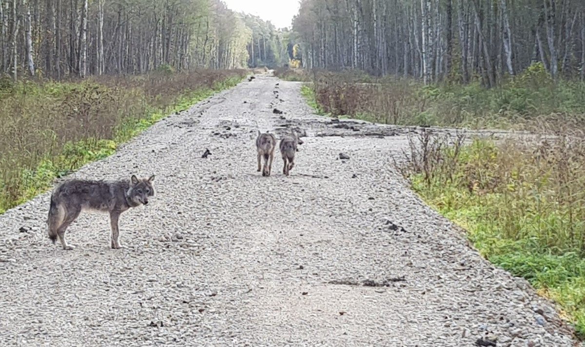 JÄLLE ROHKEM: Võsavillemeid on meie metsades pärast pikka madalseisu jälle rohkem.