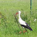 Tabav FOTO | Pärnu lennujaama lähistel poseeris toonekurg, kel oli madu noka vahel