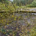 Äikesetorm räsis Lõuna-Eestit: kolm pikselöögist süttinud hoonet, 30 tormituules murdunud puud ja elektriposti