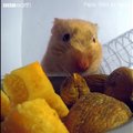 VIDEO | Kuidas see ikkagi võimalik on? Hamster mahutab põske korraliku toiduvaru