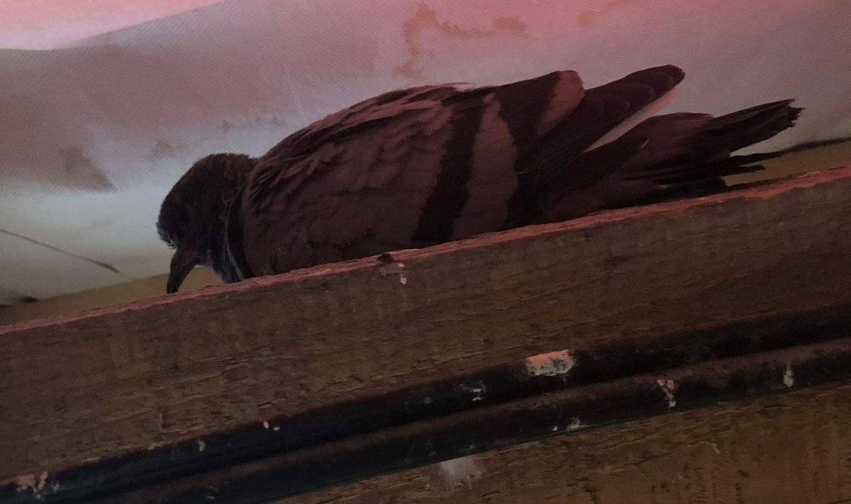 Pööningule kinni jäänud tuvi