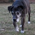 ПОМОГИТЕ | В Туулемяэ пропала слепая пожилая собака, нашедшему — вознаграждение