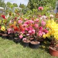 VIDEO | Türi lillelaat pakub kõike, mida taimehuvilise hing ihaldab
