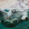 Loomaaed tähistab laupäeval ülemaailmset jääkarupäeva