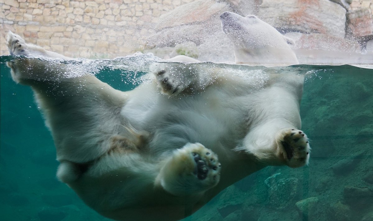Jääkaru Raspi hullab vees