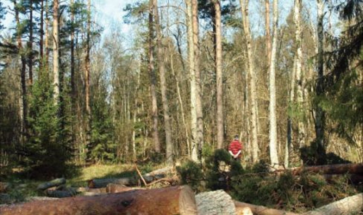 Keskkonnainspektsiooni Põhja regiooni juhtivinspektor Endel Niinemaa raius oma metsas merikotka pesa ümbert puud maha. 