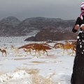 Зима идет, зиме — дорогу! В Саудовской Аравии выпал снег