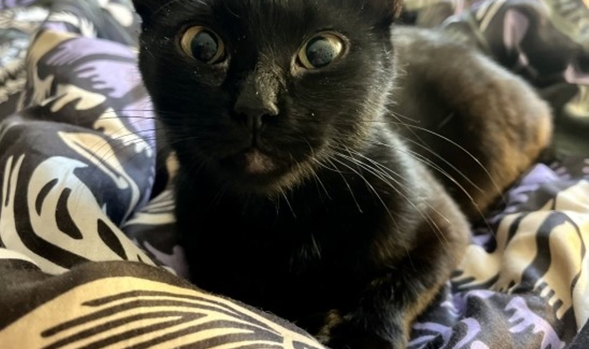 Zoe
