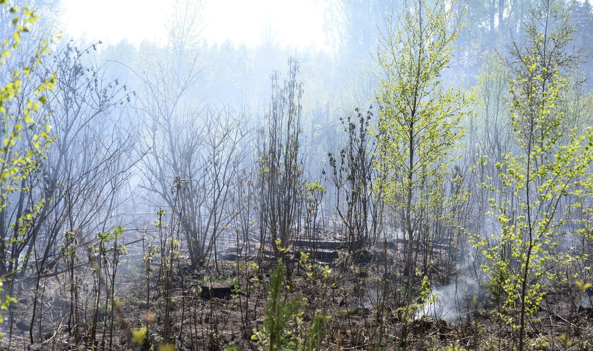 Viljandimaal põles mai algul pool hektarit raiesmikku ja metsaalust.