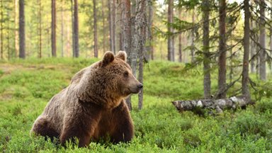 GUUD, BÄÄD, NÄDALA SÕNA: Eelistage karu ka toidukullerina