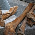 Hellamaalt leitud inimluud pärinevad keskaegselt kalmistult