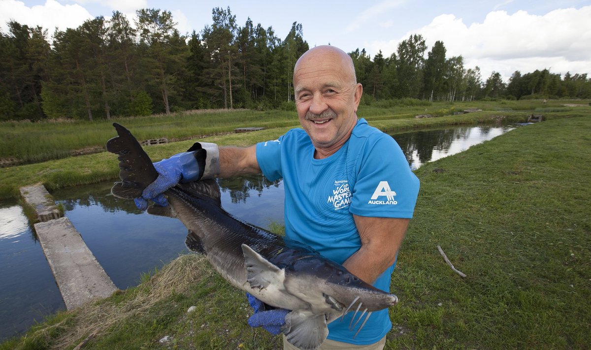 Hans Kruusamägi omakasvatatud tuuraga Äntu kalakasvanduses.