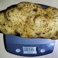 Leedu mees avastas, kuidas saada hiiglaslikku kartulisaaki: suurim mugul kaalus üle kilo!