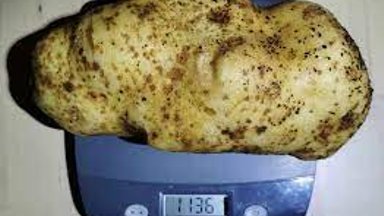 Leedu mees avastas, kuidas saada hiiglaslikku kartulisaaki: suurim mugul kaalus üle kilo!