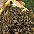 Комиссия: связанные с пчелами проблемы необходимо решить как можно быстрее