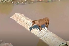 VIDEOD | Brasiiliat tabanud üleujutuste eest katusele roninud hobune päästeti