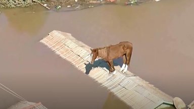 VIDEOD | Brasiiliat tabanud üleujutuste eest katusele roninud hobune päästeti
