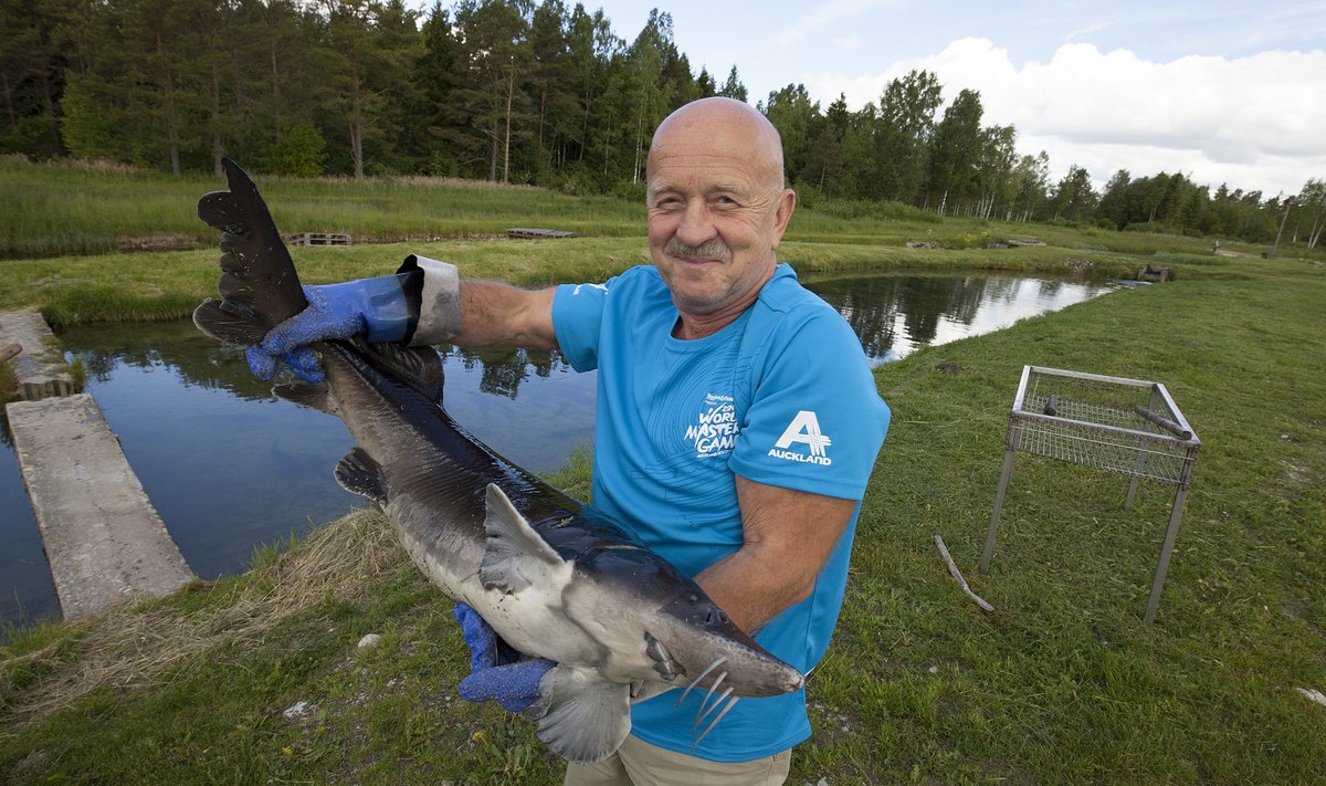 OÜ Simuna Ivaxi juhataja Hans Kruusamägi leiab, et vilja- ja kalakasvatus täiendavad teineteist hästi.