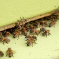 Tallinna ümbruses hukkuvad järjest mesilaspered. Mis toimub?