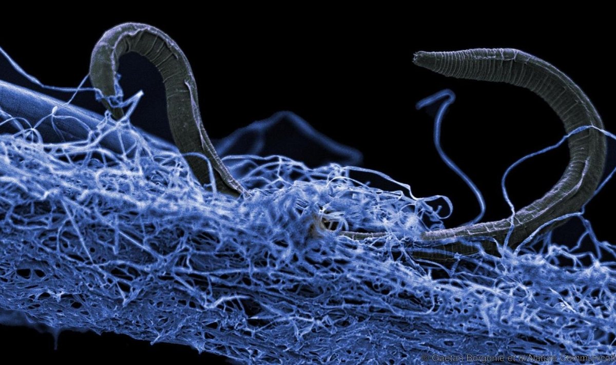 Sellised eukarüoodid elavad näiteks Lõuna-Aafrikas, 1,4 kilomeetri sügavusel maapinnas