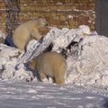 VIDEO | Lumes lustinud jääkarud üllatasid loomaaia külastajaid vahva vaatemänguga