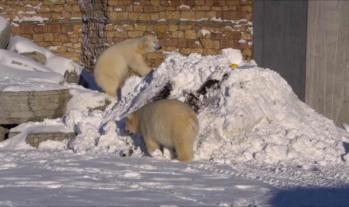 Loomaaia jääkarud Aron ja Friida lustisid lumes.
