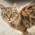 В Нарве жителям предлагают бесплатно стерелизовать котов и кошек