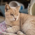 Aita leida: Raplamaal tegutseb juba aastaid pidurdamatu kassitulistaja
